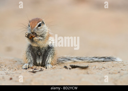 Baby scoiattolo massa Xerus inauris mangiare Kgalagadi Parco transfrontaliero in Sud Africa Foto Stock