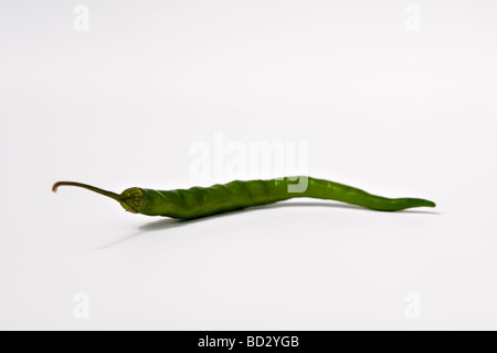 Studio Immagine del singolo peperoncino verde contro uno sfondo bianco Foto Stock