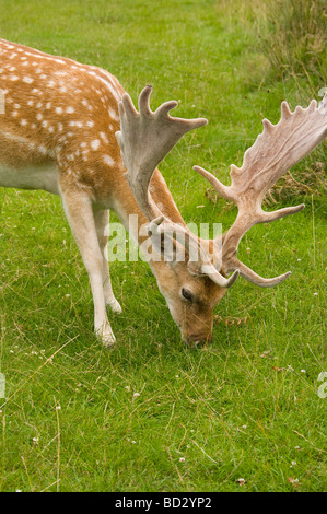 Un Buck Daini al pascolo Foto Stock