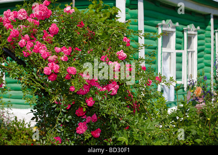 Rose rampicanti crescente nella parte anteriore del legno di un country house. La Russia. Foto Stock