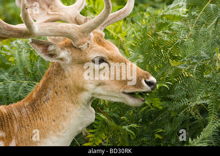 Un Buck Daini al pascolo sulle felci Foto Stock