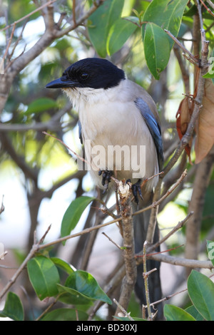 Azure Winged Magpie Cyanopica cyana Monfrague Parco Nazionale di Spagna