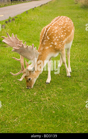 Un Buck Daini pascolano su strada Foto Stock