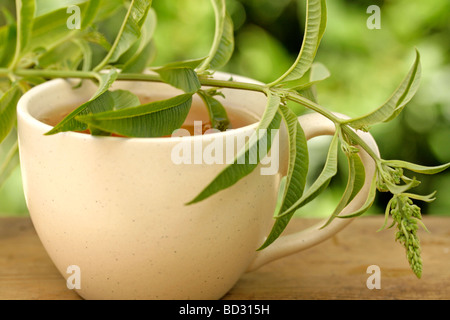 La verbena del limone infusione (Lippia citriodora o Aloysia triphylla) Foto Stock