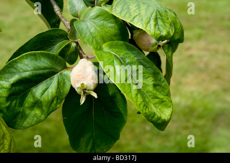 Mela cotogna Tree - Cydonia oblonga, con lo sviluppo di frutti immaturi che sono caratterizzati da una temporanea pelliccia /down-come copertura. Foto Stock