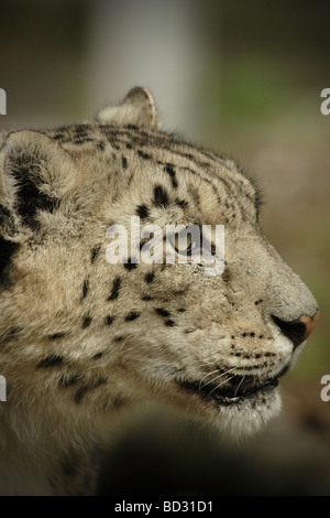 Snow Leopard fotografati a Marwell Zoo Hampshire REGNO UNITO NEL LUGLIO 2008 Foto Stock