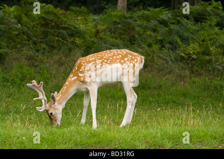 Un Buck Daini al pascolo Foto Stock