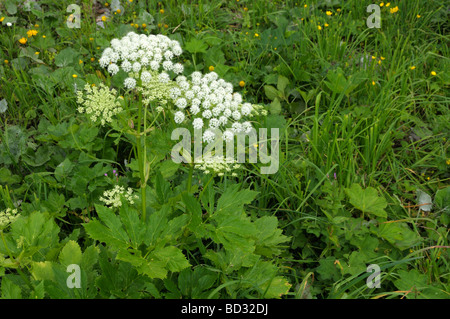 Masterwort, Hogfennel (Peucedanum ostruthium), la fioritura delle piante Foto Stock
