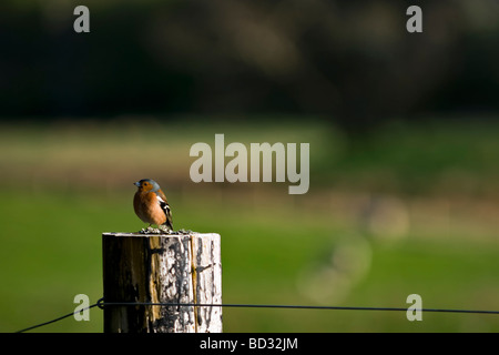 Maschio di fringuello bird sat sul palo da recinzione, presi in Glen Cassley nel nord della Scozia Foto Stock