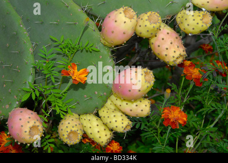 Rosa chiaro e giallo di fico d'india (messicano di apple) Frutta su foglie di cactus con fiori d'arancio, circondato da una corona di spine pungenti Foto Stock