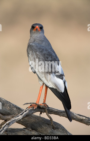 Pallido meridionale salmodiare astore Melierax canorus Kgalagadi Parco transfrontaliero Northern Cape Sud Africa Foto Stock