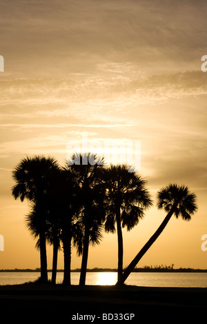 Palm Trees at Sunset - Sanibel Island Causeway - Sanibel Island, Florida Foto Stock