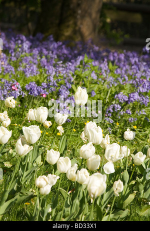 Letto di tulipani bianco e bluebells con un albero in background Foto Stock