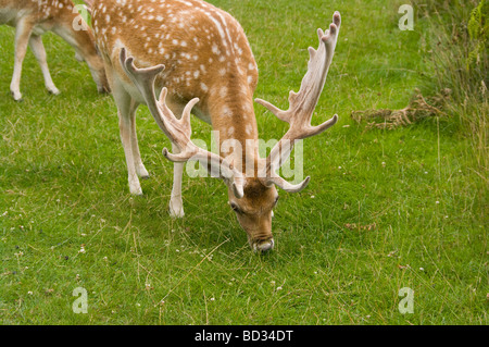 Il Buck Daini al pascolo Foto Stock