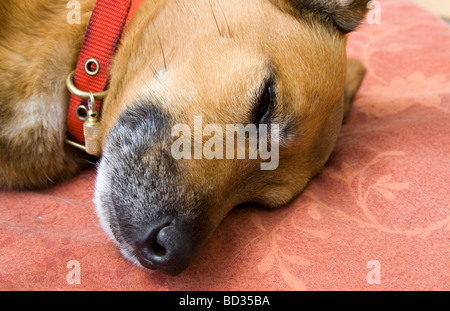 Colpo alla testa di marrone Jack Russell Terrier incroci addormentato su una sedia Foto Stock