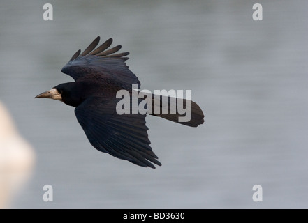 Rook (Corvus frugilegus) in volo su acqua Foto Stock