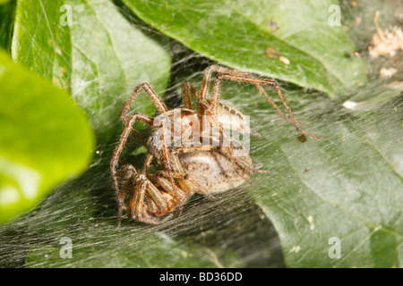 Accoppiamento ragni a labirinto Foto Stock