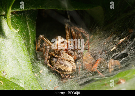 Labirinto maschio Spider tenendo premuto le femmine le gambe durante l'accoppiamento Foto Stock