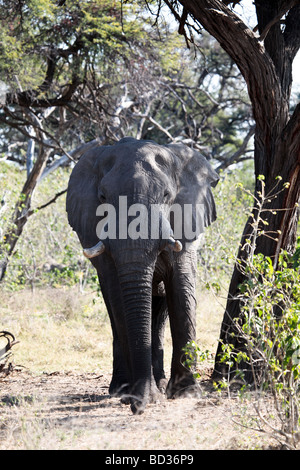 Giovane maschio dell' elefante africano spiata attraverso la boccola in Moremi Game Reserve, Botswana, Foto Stock