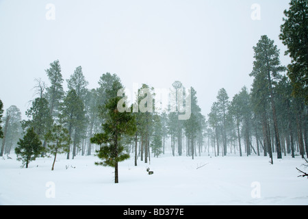 Tempesta di neve Foto Stock