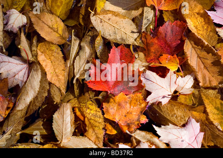 Foglie di autunno sul suolo della foresta texture di sfondo Foto Stock