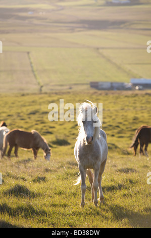 Cavalli islandesi nel nord ovest di Islanda Foto Stock