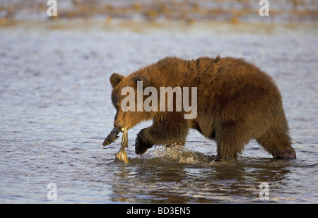 Orso grizzly (Ursus arctos horribilis), giovani cub con resti di salmone Foto Stock