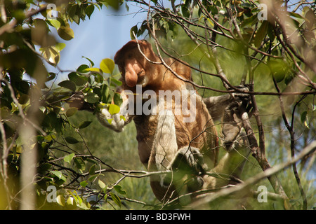 Proboscide Monkey alimentando in una struttura ad albero nel Bako National Park vicino a Kuching Sarawak Borneo Malaysia Southeast Asia Foto Stock