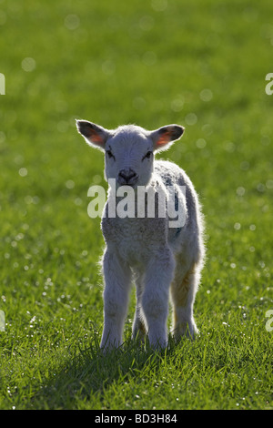 Gli animali domestici delle specie ovina (Ovis ammon aries). Il nuovo nato di agnello in primavera Foto Stock