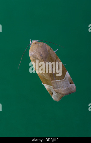 Ampia Bordato di giallo Underwing Noctua fimbriata Noctuidae Foto Stock