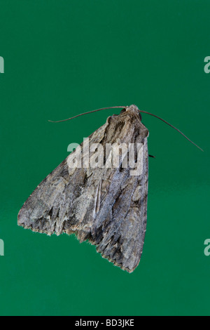 Red Underwing Catocala nupta Noctuidae Foto Stock