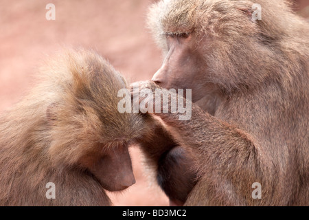 Hamadryas Baboon Papio hamadryas Foto Stock