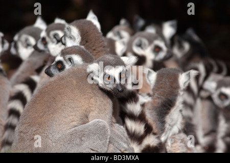 Anello-tailed lemuri Lemur catta Foto Stock