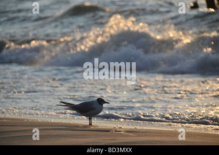 Seagull su di una spiaggia di sabbia con onde Foto Stock