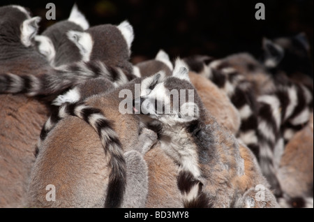 Anello-tailed lemuri Lemur catta Foto Stock