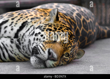 Si stravacca leopardo Foto Stock