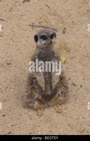 Meercat in guardia in Wingham Wildlife Park Foto Stock