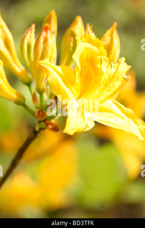 Colore gorgeous flower soft etereo ed elegante azalee arte fotografia Jane Ann Butler JABP Fotografia501 Foto Stock