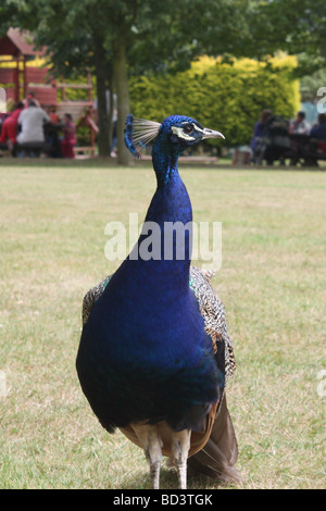 Pavoni a Wingham Wildlife Park Foto Stock