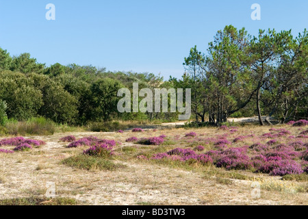 La colonizzazione del terreno di una zona aperta (Landes - Francia). La colonizzazione d'onu espace découvert (Landes - Francia). Foto Stock