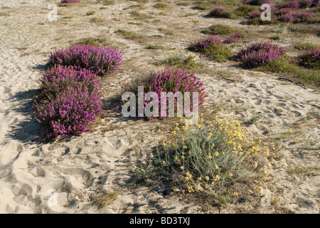 La colonizzazione del terreno di una zona aperta (Landes - Francia). La colonizzazione d'onu espace découvert (Landes - Francia). Foto Stock