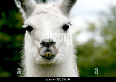 Bella bianca Llama del Parco Mudchute e Farm, Isle of Dogs. Testa esterna ritratto occhi enormi e lunghe ciglia Foto Stock