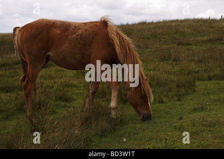 Cavalli selvaggi su Brown Clee hill, Shropshire Foto Stock