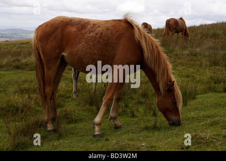 Cavalli selvaggi su Brown Clee hill, Shropshire Foto Stock