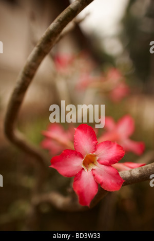 Un orchidea, Luang Prabang, Laos Foto Stock