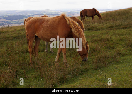 Cavalli selvaggi su Brown Clee hill, Shropshire Foto Stock