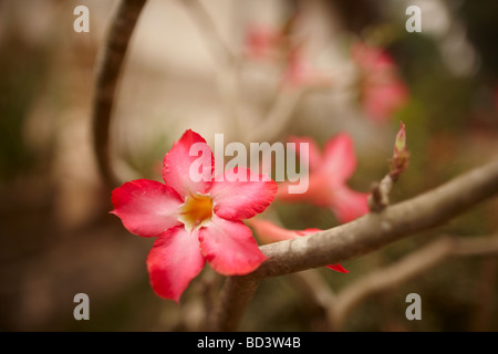 Un orchidea, Luang Prabang, Laos Foto Stock