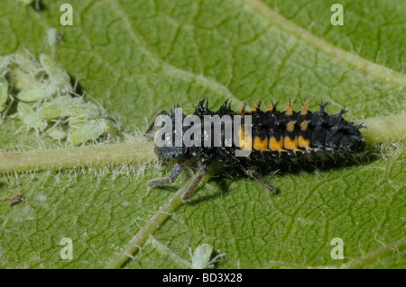 Ladybird larve con afidi Foto Stock
