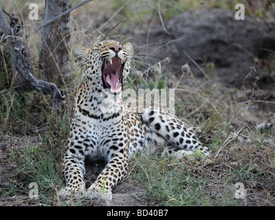 Femmina sbadiglia Leopard, mostrando il suo 'zanne' (canini). Fotografato in Savute/area di Savuti di Chobe National Park, Botswana Foto Stock