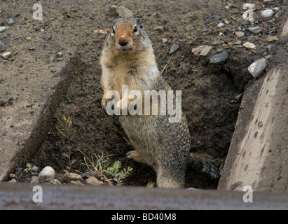 Scoiattolo di terra sbirciando fuori del burrow sotto il binario ferroviario. Foto Stock